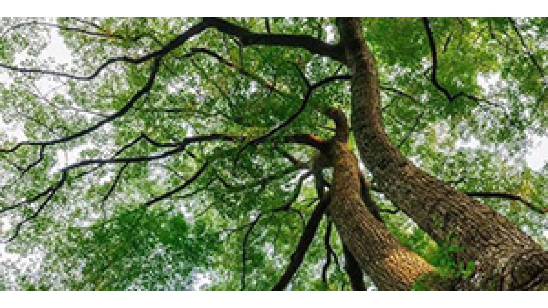 香樟树的栽培价值有哪些？赶紧了解下吧！