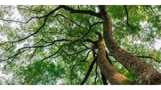 香樟树的栽培价值有哪些？赶紧了解下吧！