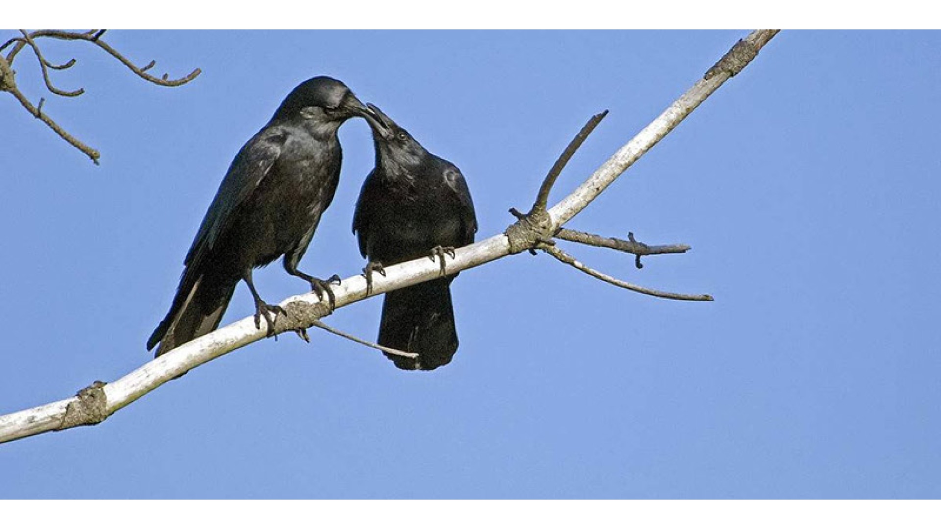 禅经佛理的经典故事：逆子变孝