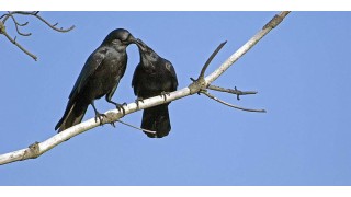 禅经佛理的经典故事:逆子变孝 禅经佛理的经典故事:逆子变孝