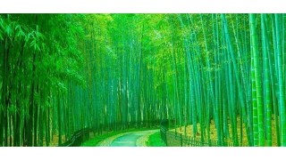 竹子的销路怎么样？现在是什么价格？不妨进来看一看！