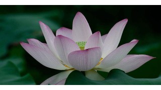 禅经佛理的经典故事:婆罗门与莲花 禅经佛理的经典故事:婆罗门与莲花