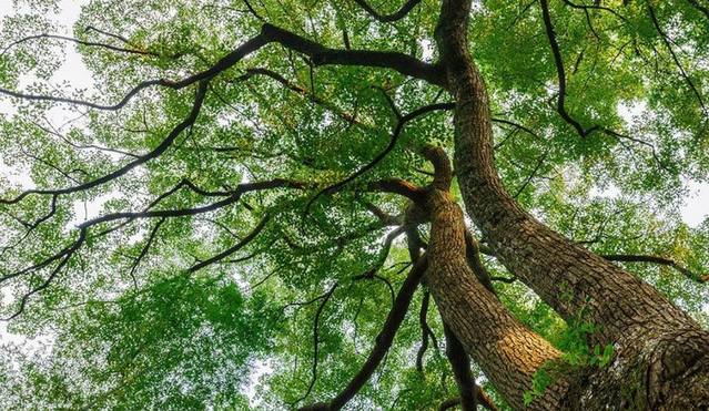 香樟树的栽培价值有哪些？赶紧了解下吧！