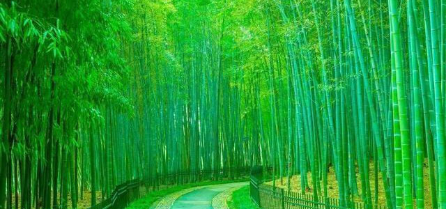 竹子的销路怎么样？现在是什么价格？不妨进来看一看！